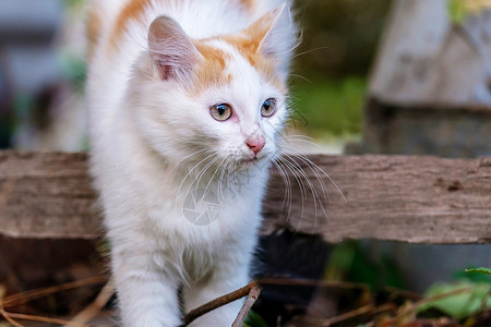 猫在木板上蠕动大胡子白红猫图片