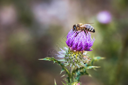 蜜蜂从牛蒡花中采集花粉夏日阳光灿烂的日子图片