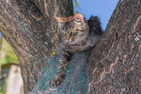 藏在夏日花园树枝上僻静角落的幼虎斑猫图片