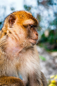 野生雌猕猴的肖像猕猴是英国海外领地最著图片