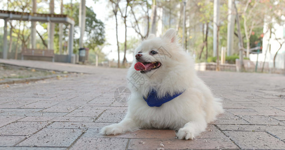 街上可爱的博美犬图片