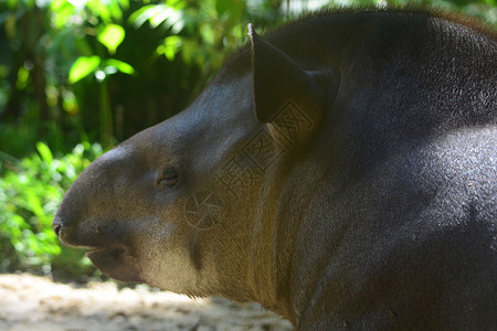 亚马逊雨林中的貘图片