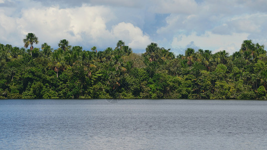 亚马逊雨林树根的景观从亚马逊河靠近图片