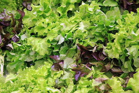 新鲜的莴苣叶菜场花园中的红叶生菜和绿色生菜红背景图片