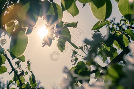 春天苹果园的夜幕降临图片