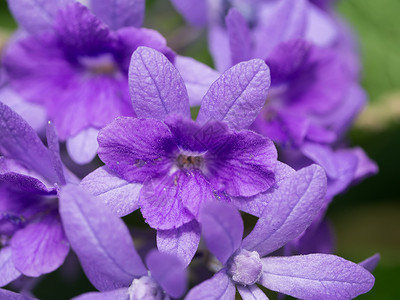 紫壁砂纸葡萄花背景Petreavolu图片