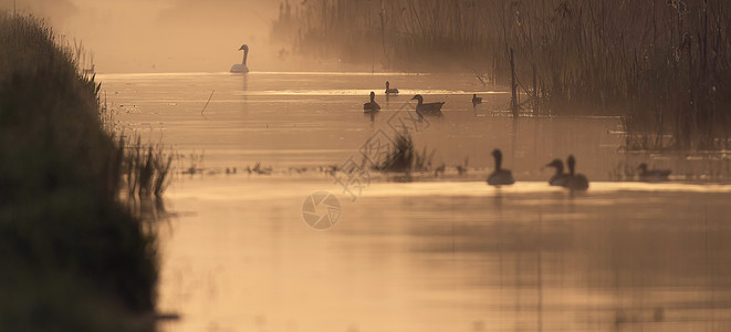 黎明时分迷雾江水中的水鸟图片