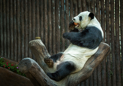 熊猫正在动物园的自然图片