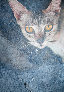 黄色眼睛的美丽灰猫的特写图片