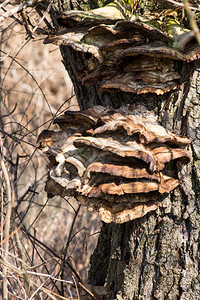 树干上树林里的蘑菇图片