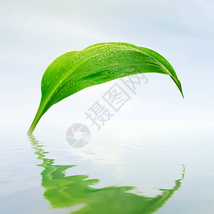 绿叶与水滴反射图片