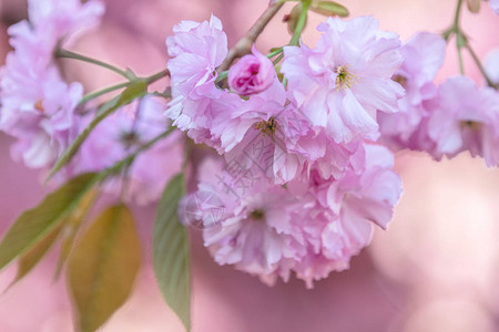 在粉红色背景的春季图片