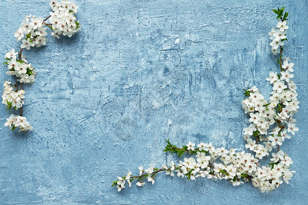 春天背景蓝色背景上盛开的梅花枝复制空间图片