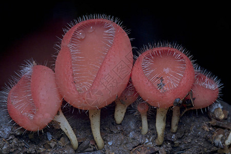 在木头上的红色毛茸的真菌蘑菇Cookeina口蘑背景图片