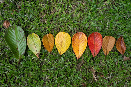 秋叶的过渡和秋季及节变化的变化概念它们图片
