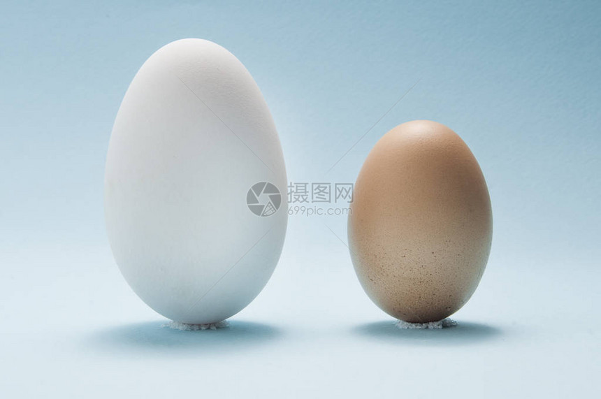 鹅蛋和鸡蛋比较图片