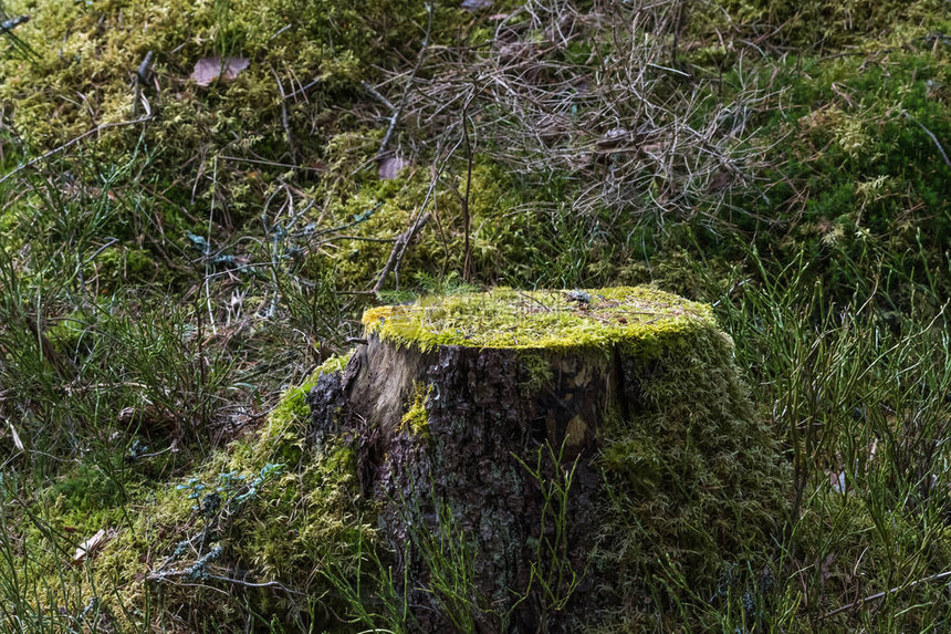 有一个长满苔藓的老树桩的森林地面图片