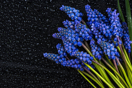 Hyacinth花朵闭图片