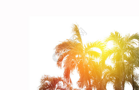 椰子棕榈树日出明亮柔图片
