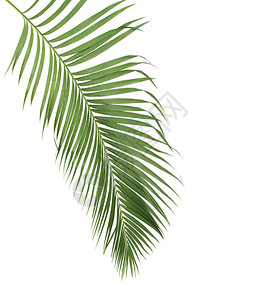 由热带的绿色棕榈叶组成花岗叶枝树图片