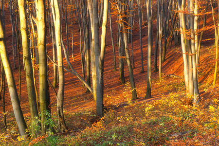 阳光明媚的秋天森林中的美丽树木图片