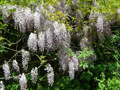 紫花朵开花akawistaria或wys图片