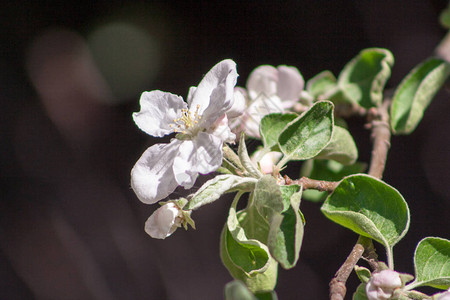 一棵开花的苹果树的花图片