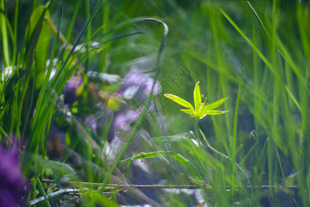 绿色夏季草地上的黄色花朵与明亮的日光密合图片