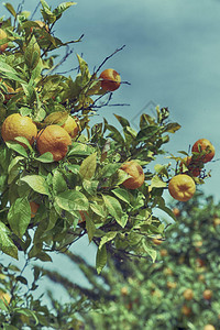 在Cyprus的橙色植物中图片
