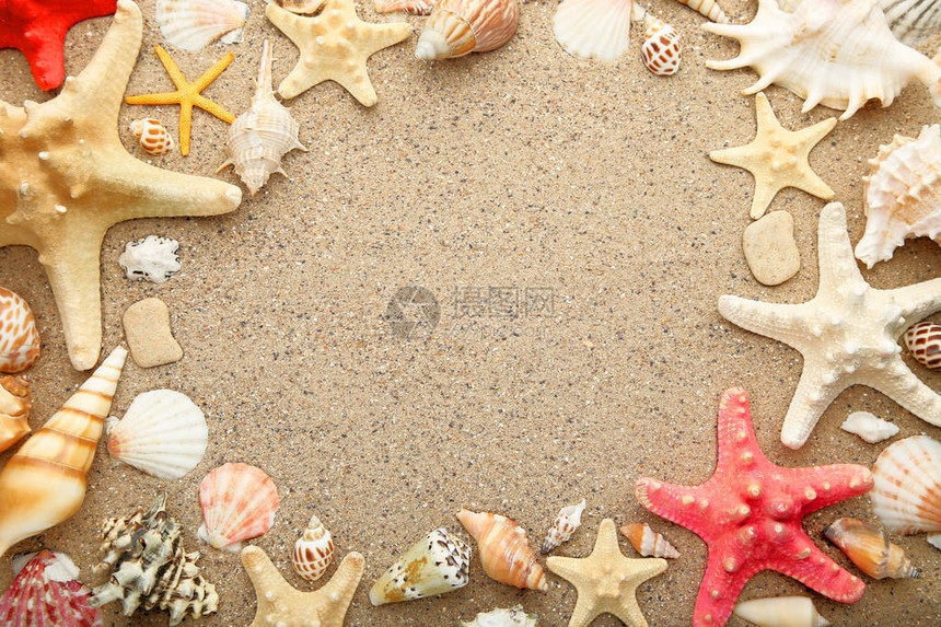沙滩上的贝壳和海星图片
