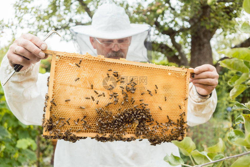 养蜂员拿着蜂窝和蜜蜂在他图片