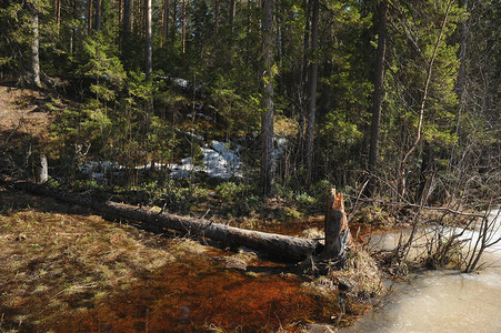 森林湖岸上的断木树从冰融化图片