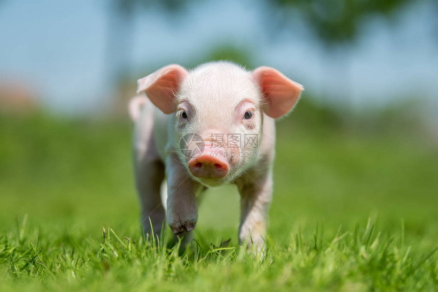 农场春天绿草上的新生小猪图片