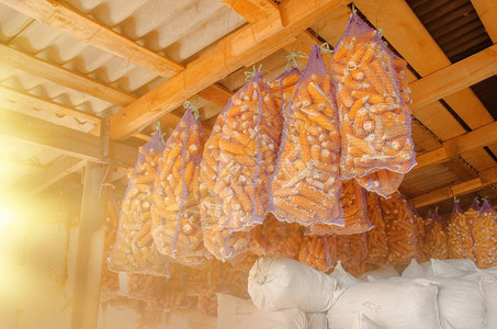 网袋中的玉米芯在农场被晒干玉米的工业生产网图片