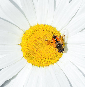 甘菊和蜜蜂近距离接近卡米尔花头图片