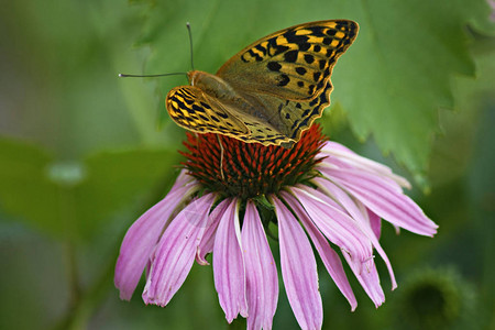花上蝴蝶的微距照片野生动物摄影图片