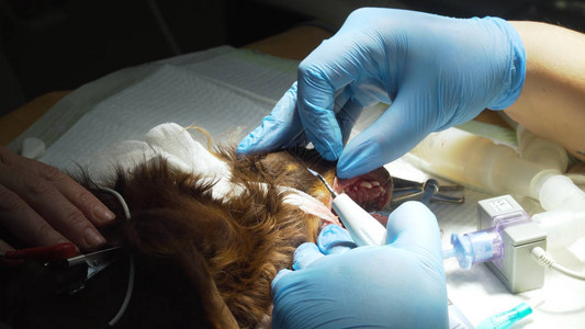 狗正在手术台上清洁牙齿狗的口腔卫生牙医兽治疗牙齿图片