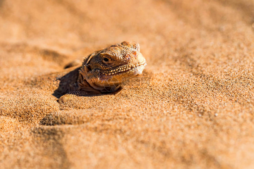 被发现身埋在自然栖息地沙土中的青蛙头目近身的阿加马Agama或雄PhrynocephaluusPhrynocepha图片