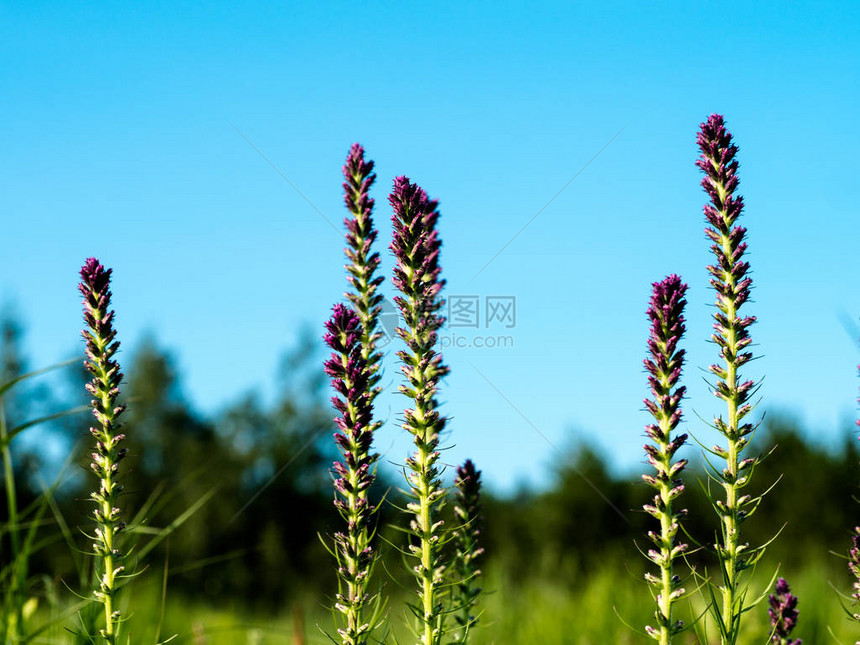在草原上展示紫色美景的图片