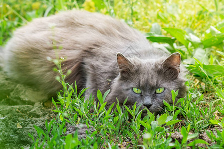 灰色的毛猫躺在草地上追图片