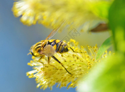 德国黄蜂从植物中收集花粉背景图片