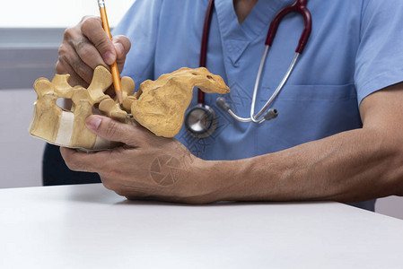 医生用铅笔在医务室演示人体腰脊椎图片
