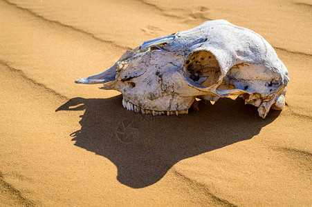 在沙漠动物头骨上发现了图片