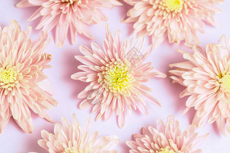 粉红色背景的粉红菊花排列平底顶部视图图片