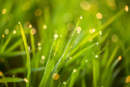 青绿草和露水滴在春图片