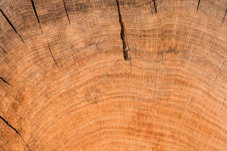 橡树的堆积被砍掉树干有年环的部图片