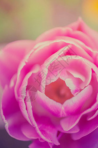 粉红郁金花将春园的图像关闭深浅的田背景图片