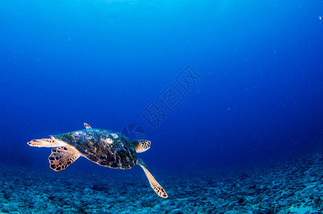 Pulmo公园珊瑚礁中的海龟高清图片