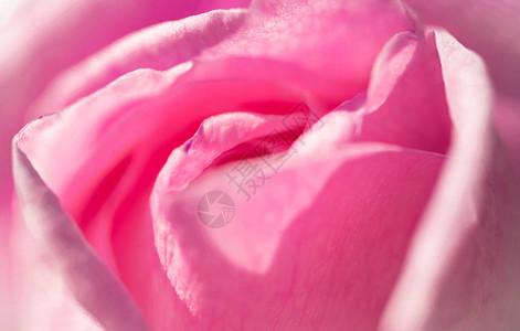 温柔粉红玫瑰的图片