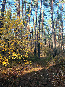 美丽的秋天森林树上有黄叶图片